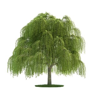 垂柳树苗金丝垂柳直生小柳树枝条垂杨柳树苗旱柳树南北方种植苗木