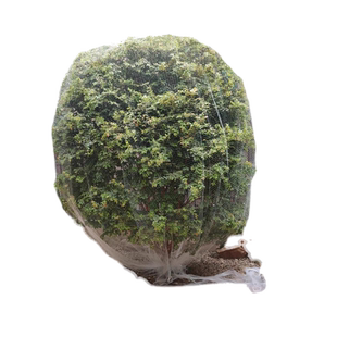 果树防鸟网罩无花果樱桃嘉宝果树防鸟用网果园琵琶防护罩葡萄蔬菜