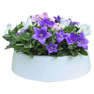 进口桔梗种子 坂田五星系列 多年生室内阳台四季盆栽播种花卉种子