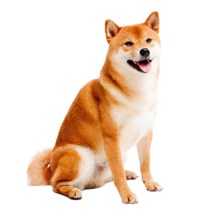 柴犬狗品相鉴定估价豆柴鉴定师鉴别柴犬黑柴白柴小体柴犬鉴定标体