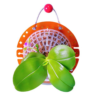 【透橙色中号定植板】球兰蝴蝶兰鹿角蕨种植板挂板植神器亚克力