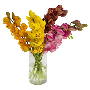 大花惠兰鲜切花云南基地直发室内花卉兰花大花蕙兰鲜花水培手捧花