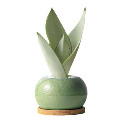 虎皮兰盆栽室内客厅懒人好养植物