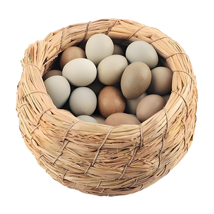 芦丁鸡受精可孵化蛋网红宠物小鸡蛋礼服卵鹌鹑德系纯白瓦灰色观赏