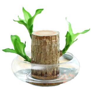 巴西木幸运木开花水培植物室内水养绿植盆栽格鲁特小树人四季好养