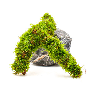 鱼缸造景莫斯沉木天然真水草慕斯草阴性水榕木头生态养鱼莫斯树