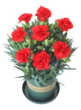 【带花苞】康乃馨盆栽重瓣带花室内室外阳台庭院花园好养四季开花
