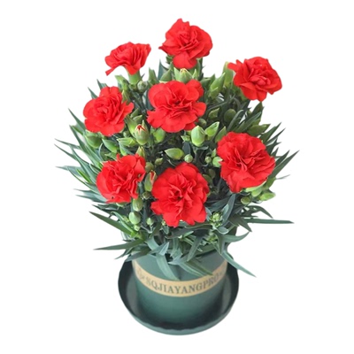 年宵花康乃馨盆栽花卉苗四季开花