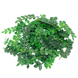 24小时发货 清香木胡椒木叶 提拉米苏甜品蛋糕装饰叶子 冷菜摆盘