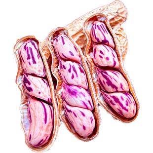 2025新货七彩花生米晒干带壳云南普洱咸干五彩花生牛奶花生子籽