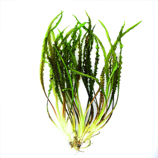 喷泉椒草水下叶无需二氧化碳新手入门水下植物草缸鱼缸水草后景草