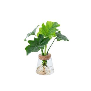 水培植物春羽小铁树澳洲杉室内桌面办公室植物小盆栽好养室内花