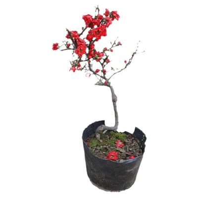 森农哥家有海棠富贵满堂原生海棠