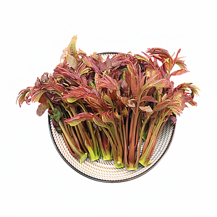 头茬红油香椿芽新鲜香椿头茬嫩芽红油香椿2026头茬香椿非腌制香椿