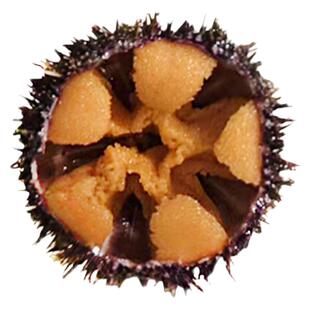 大连马粪海胆黄金海胆鲜活紫胆肉水盒即食刺身新鲜水饺炒饭500g