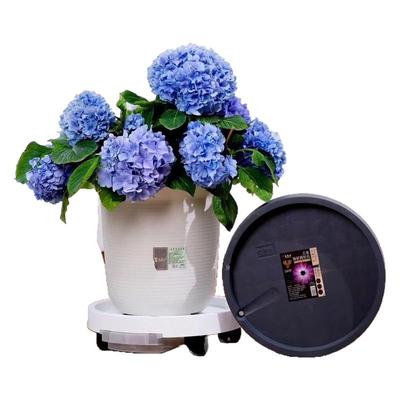 花博士花盆托盘带轮底盘垫底座