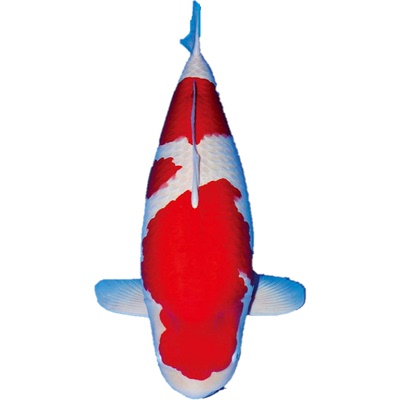 活体纯种三色招财淡水观赏鱼