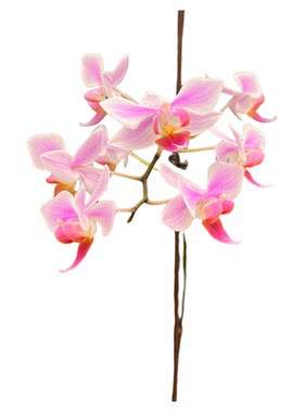 桑德交eq蝴蝶兰粉色新品室内植物办公室耐阴粉紫色兰花优质室内外