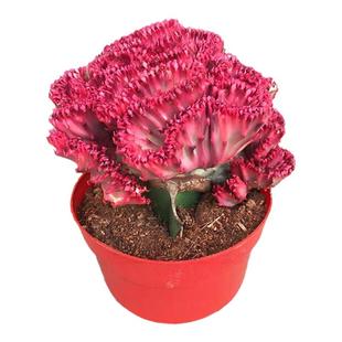 玉麒麟盆栽带根多肉植物招财树盆景彩麒麟龙骨植物净化空气好养活