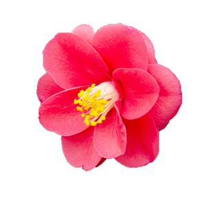 茶花树苗虹越庭院花园茶梅冬季开花绿篱常绿观花灌木花卉盆栽