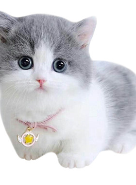 猫咪活物蓝白英短猫金银渐层领养