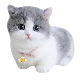 猫咪活物蓝白英短猫宠物布偶猫金银渐层小猫英短蓝猫美短幼猫领养