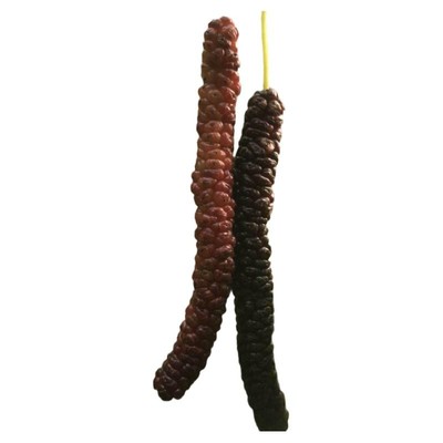 香金葚果桑苗台湾长果