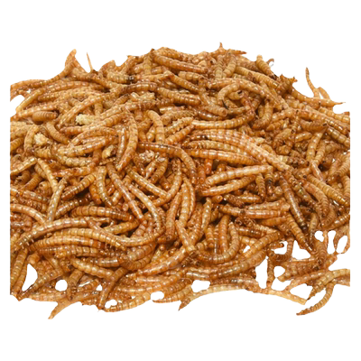 冠之亚八哥零食面包虫干