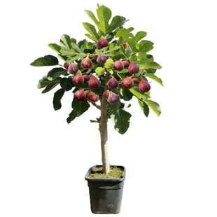 无花果树苗格莱斯波姬红果苗特大果南北方四季种植当年结果地盆栽