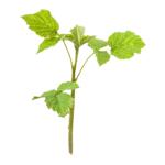 茅莓苗覆盆子树苗中药材红树莓苗野草莓悬钩子苗盆栽地栽果树苗