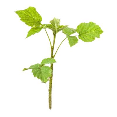 茅莓苗覆盆子树苗中药材盆栽地栽