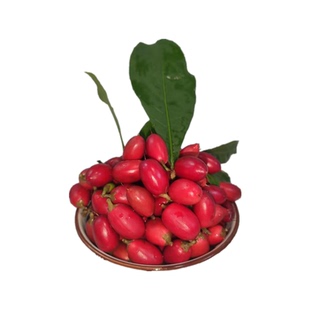 神秘果鲜果酸变甜变味果 蜜拉圣果 神奇改变味觉果干 解酒