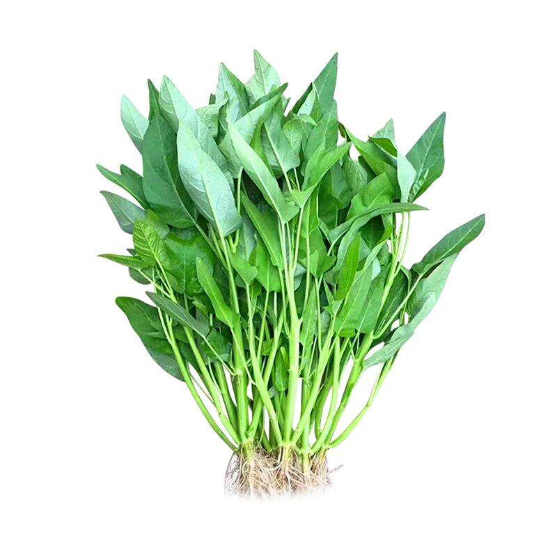 三叉空心菜种籽通心菜种子四季高产易种阳台盆栽大叶青菜种子柳叶