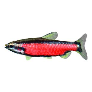 火山铅笔鱼南美热带鱼小型灯科鱼高端草缸火焰紫焰胭脂铅笔鱼活体