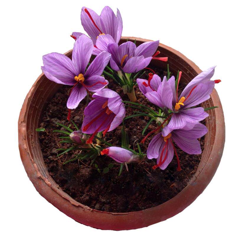 带芽发货正宗藏红花种球种球种子
