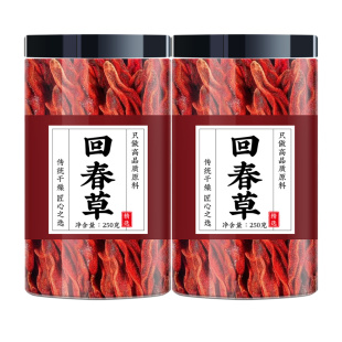 回春草野生云南不老草长白山顶天柱中药材茴椿草泡酒的作用茴春草