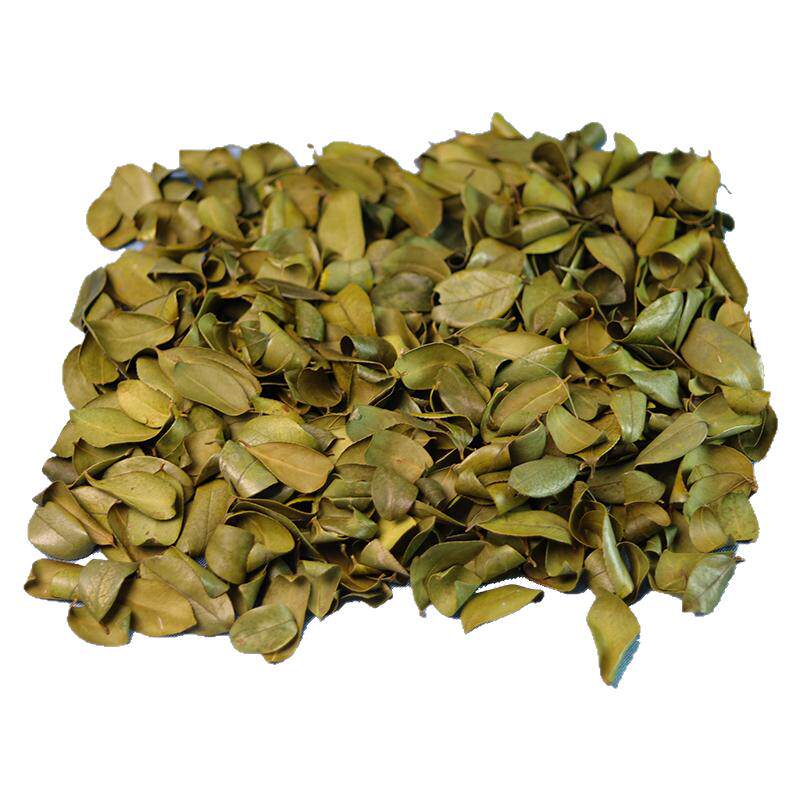 干茶油树叶卷自然晒干山茶油枝叶