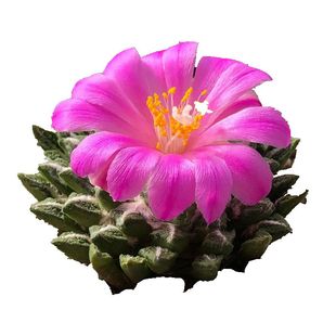 仙人球种子黑牡丹月世界振武玉特价福利款当季采收新鲜