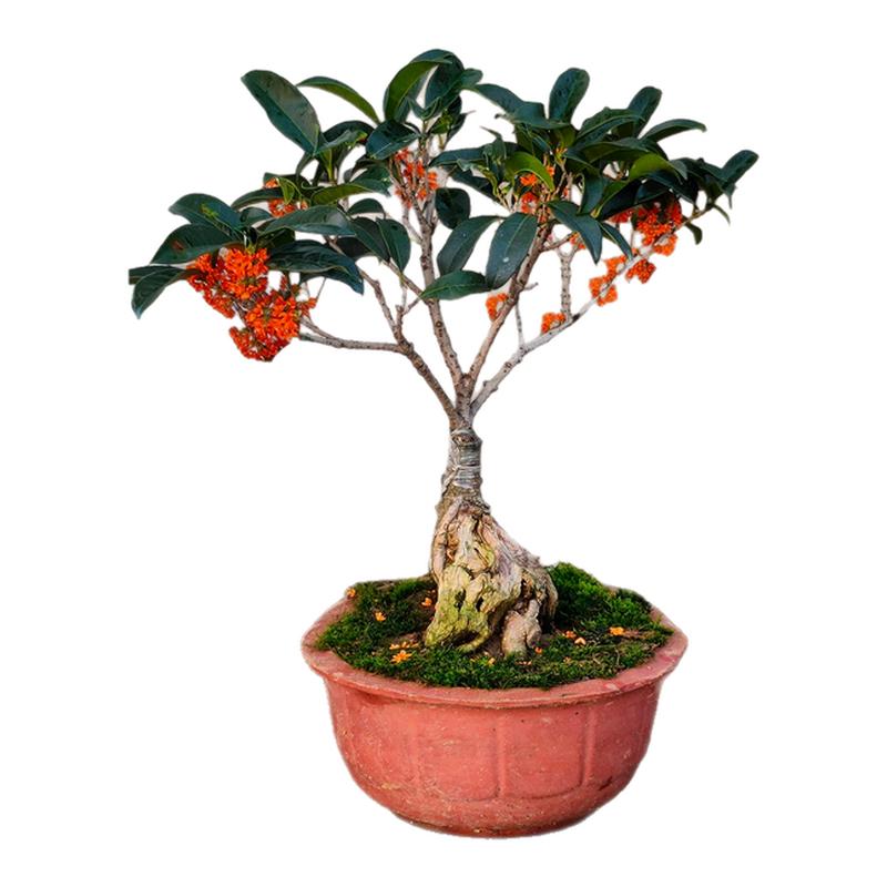 金桂树苗盆栽四季桂桂花树苗盆栽桂花树盆景老桩室内绿植桌面花卉