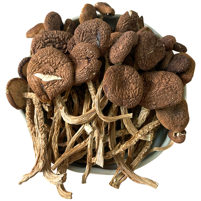 野生特级茶树菇菌香鲜浓 嫩滑脆甜 当季未开伞新鲜茶树菇干货菌菇