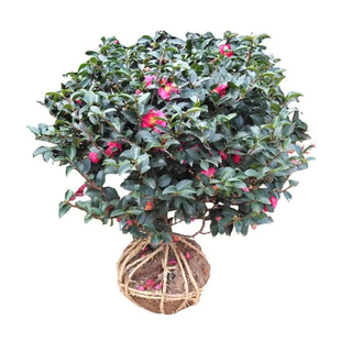 精品茶梅树苗球庭院别墅花苗四季盆栽园林绿化带小苗高杆大树工程