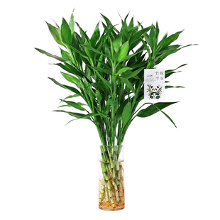 富贵竹水培植物水养带根观音竹客厅招财转运竹子绿植粗壮盆栽室内