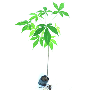 木棉花树苗美丽异木棉苗美人树大腹木棉苗红花木棉英雄树庭院绿化