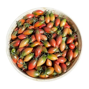 福建子紫弹头番茄5斤紫葡萄迷彩小西红柿新鲜水果清甜圣女果