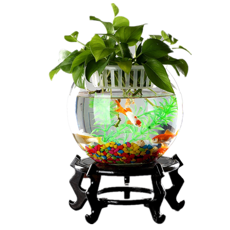 微景观花鱼共养花瓶圆小型金鱼缸