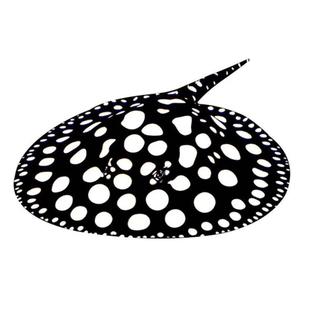 皇冠魟鱼黑白活体米克斯缸鱼黑帝珍珠鱼大小鱼苗观赏鱼龙鱼热带鱼