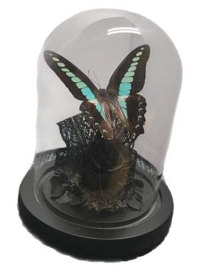青凤蝶真蝴蝶标本艺术玻璃罩摆件手工生日收藏礼物暗黑送男生玫瑰