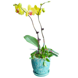 精品室内陶瓷蝴蝶兰花盆托盘兰花专用盆透气多孔镂空家用洋兰专用