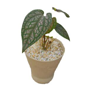 PHYSIS靡丽梦幻色金属胡椒室内外超好养热植懒人友好净化空气