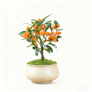 迷你小金豆盆栽新年礼物装饰耐寒植物绿植办公室花卉桌面果树盆景